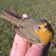 European Robin